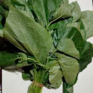 Bp Leaves / Anphui / Eryngium