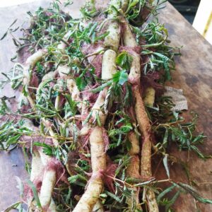 Ekaithabi / Water Mimosa / Local Wild Leaves