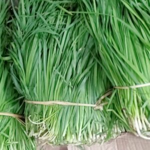 Maroi Napakpi / Guaipuang Ganam