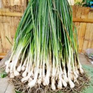 Naga Onion / Local Wild Onion