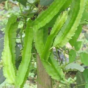 Tengnoumanbi / Winged Bean / Manila Bean / Goa Bean