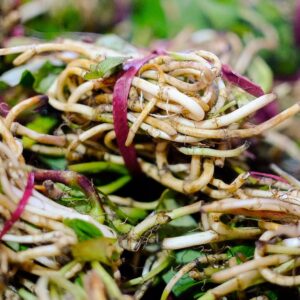 Tuning Kok / Chameleon Root / Ailhang / Wild Tuber